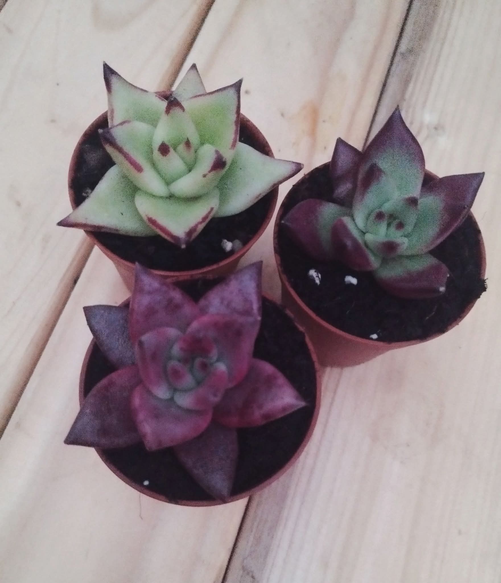 Agavoides, planta