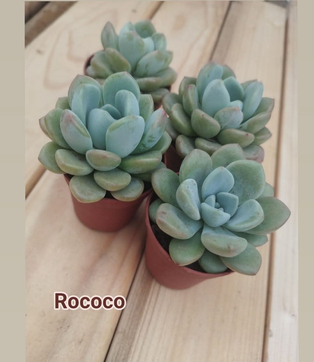 Echeveria Rococo, planta